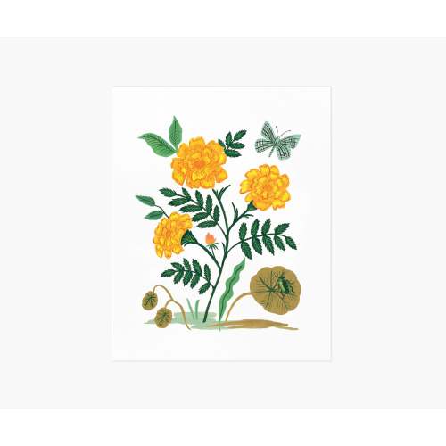French Marigold Illustrated Art Print | Rifle Paper Co.