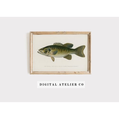 Bass Print Vintage Fish print Fishing Gift Fish Print Fish drawing 2104