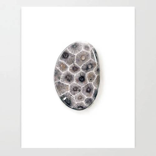 Petoskey Stone - Colored Pencil Drawing - Art Print