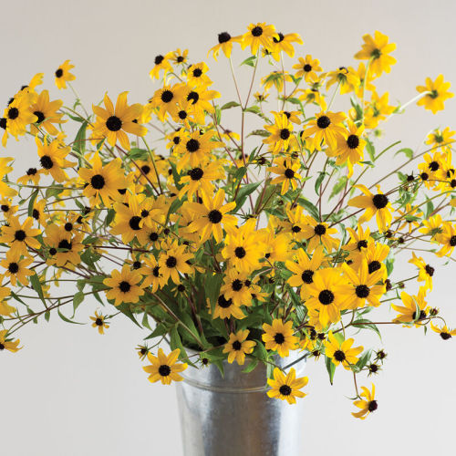 Rudbeckia triloba