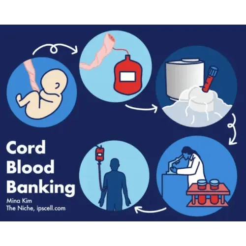 Cord Blood Banking - MS Support