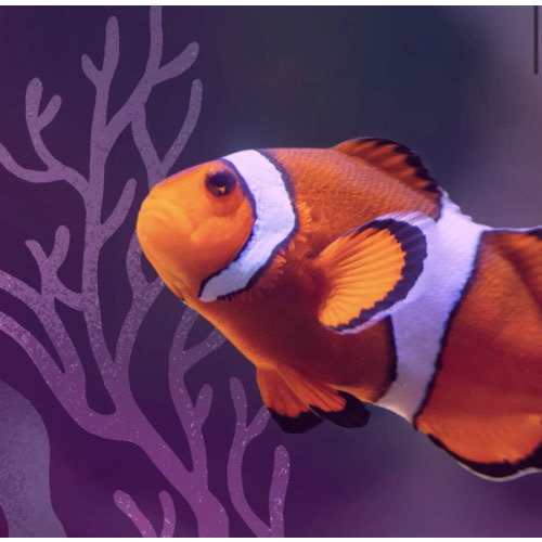 National Aquarium :: Gift Cards