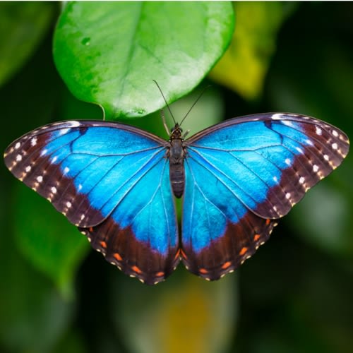 EGift Cards - Cambridge Butterfly Conservatory