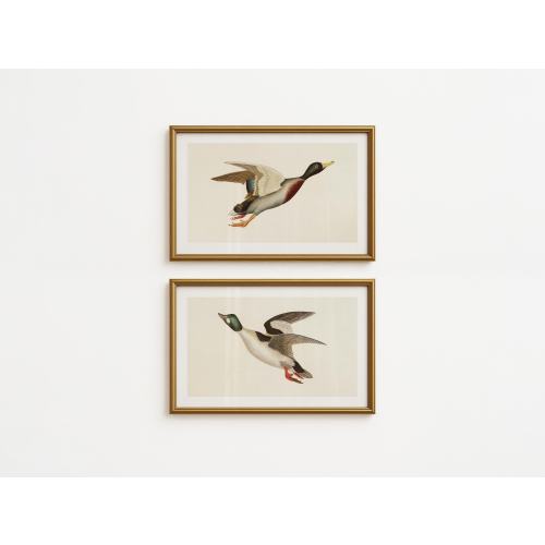 Vintage Mallard Art Prints: Set of 2, Retro Duck Artwork
