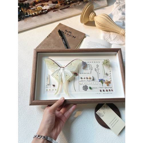 Personalized Real Framed Giant Actias Luna Moth, Butterfly Specimen, Valentine's Day Gift, Butterfly Taxidermy, Frame Box Moth