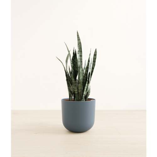 Green Snake Plant