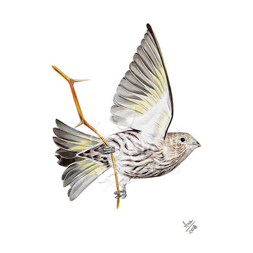 Pine Siskin (Spinus pinus) print