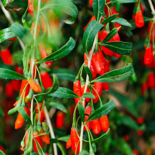 Goji Berry Tree