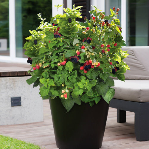Bushel and Berry Baby Cakes Blackberry Bush