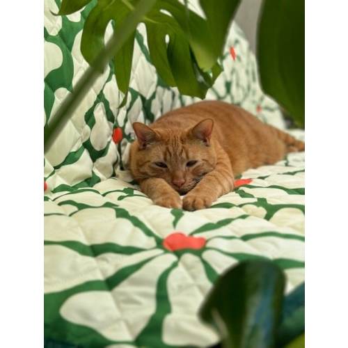 Waterproof Reversible Blanket