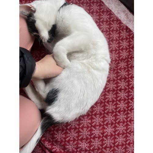 Cat sitting