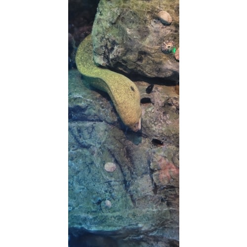 Shedd Aquarium- Partner membership