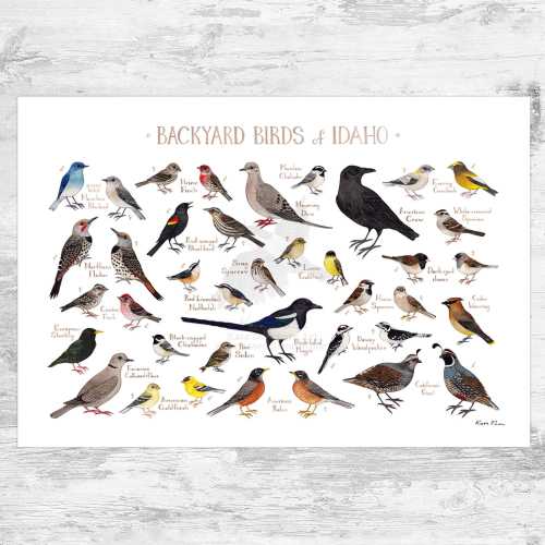 Idaho Backyard Birds Field Guide Art Print / Watercolor Painting Print / Birdwatching Wall Art / Nature Print / Bird Poster