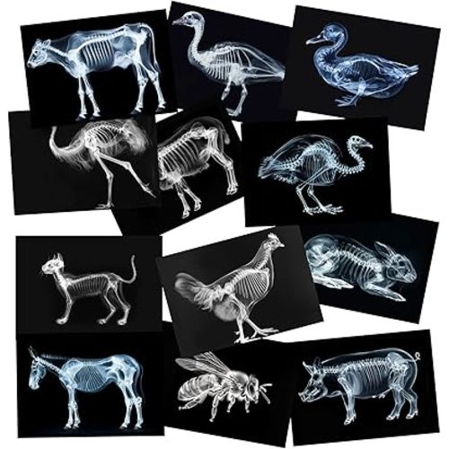 Animal X-Ray Set, Educational Science Kit, Light Table Accessory for Children (Farm Animals)
