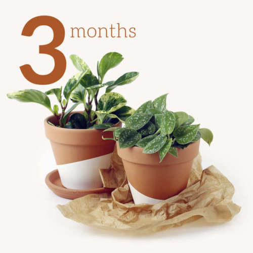 Horti Gift 3 Months