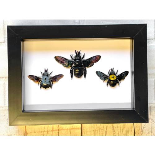 Carpenter Bee Collection Xylocopa caerulea latipes confusa Deep Shadow Box Frame Display Insect Bug