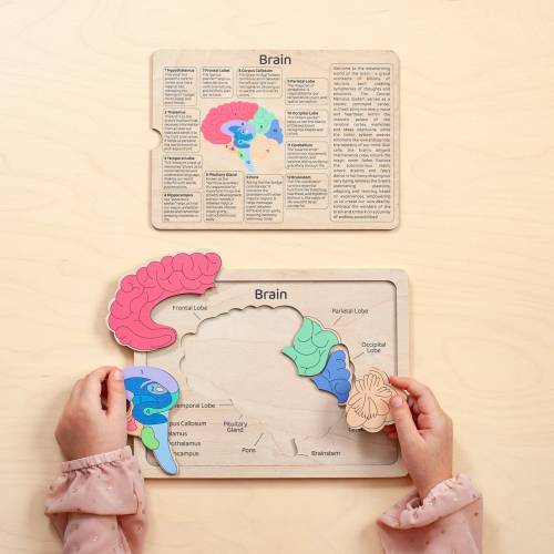 Book of anatomy for kids, Montessori toys, Educational toys, Birthday gift for kids, Learning anatomy preschool curriculum