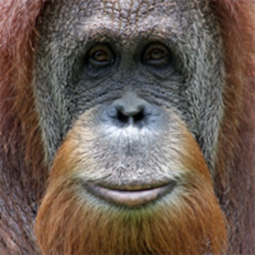 Cincinnati Zoo Membership: Duel Standard