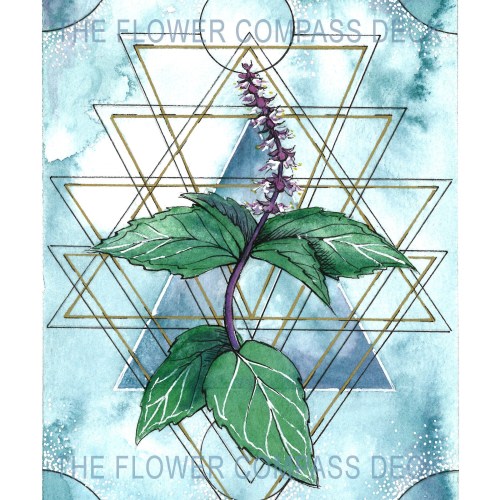 Tulsi Holy Basil Art Print for The Flower Compass Deck