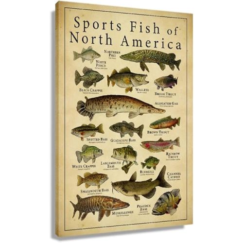 Busmko Sports Fish of North America Knowledge Wall Decor Vintage Art Canvas Painting Modern Picture Artworks Gift for Living Room Decor Artwork Unframed 12x18 inch(30x45cm)