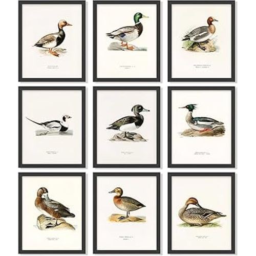97 Decor Mallard Duck Decor For Home - Vintage Duck Hunting Poster, Ducks Wall Art Prints, Waterfowl Antique Mallard Nursery Decoration (8x10 Unframed)