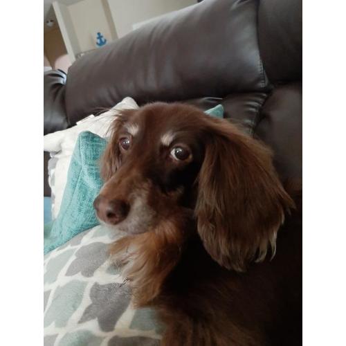 Dachshund Rescue Organizations