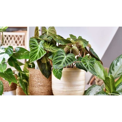 Nursery Indoor Plants