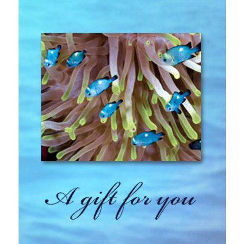 Buy or Renew a Gift of Membership - New England Aquarium
