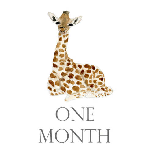 Baby Month Cards | Over The Moon