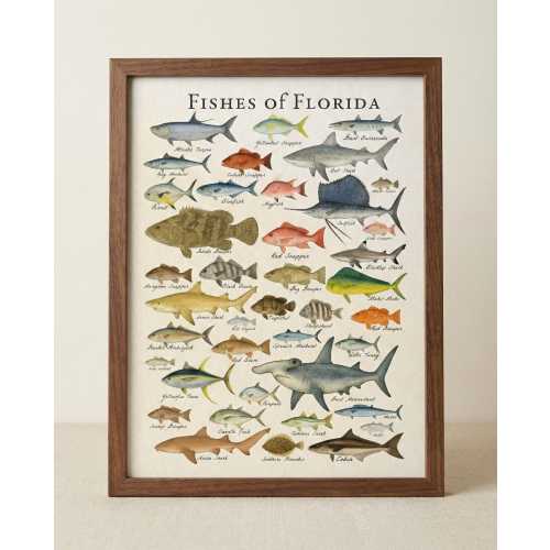 Fishes of Florida Art Print: Vintage Scientific Illustration Saltwater Fish Wall Decor