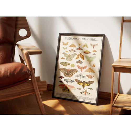 Vintage Moth Poster – Scientific Illustration of Moth Species from Around the World