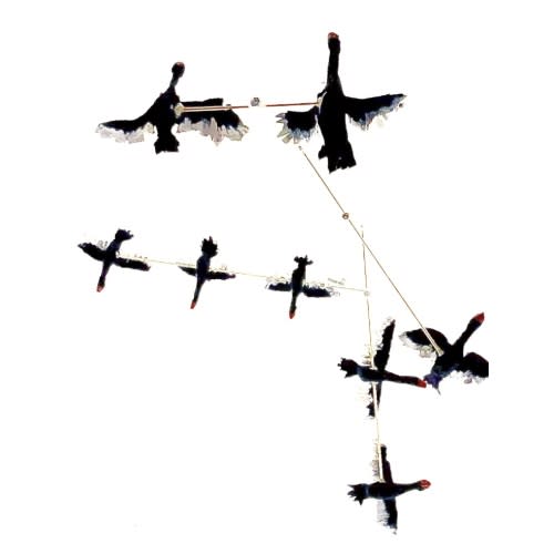 Black Swan Mobile