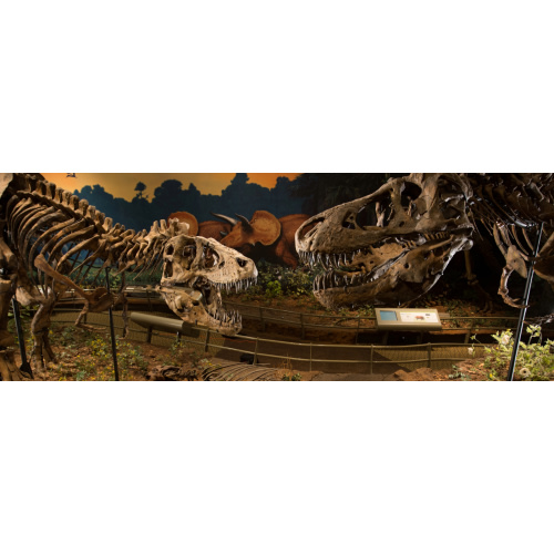 Museum of Natural History