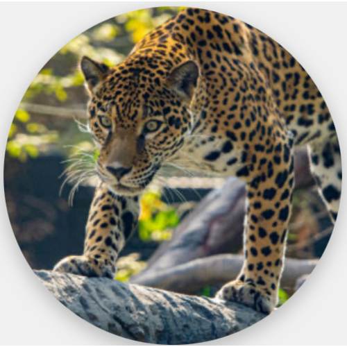 Houston Zoo-Individual plus membership renewal