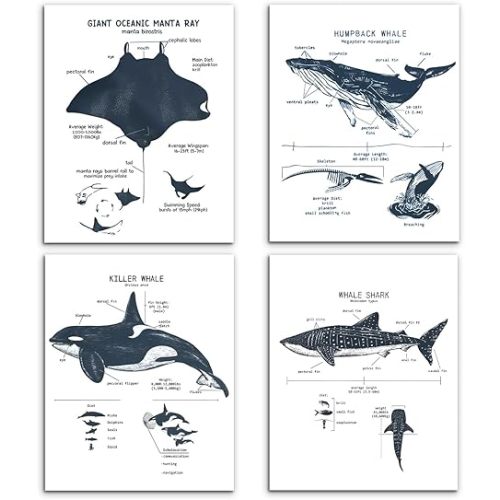 VIIJJUE Manta Ray Whale Shark Wall Art Prints Set of 4, shark poster, Ocean Beach Room Decor, Ocean Marine Life Educational Wall Art for Classroom Bathroom Living Room, 12x16 Inches Unframed
