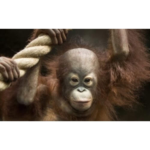Family Zoo Membership