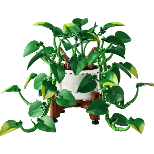 Hanging Golden Pothos