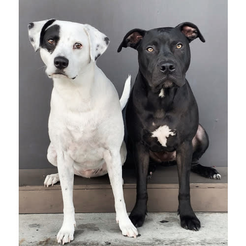 HENRY & GUS | HOSPITAL STAY | DAYCARE