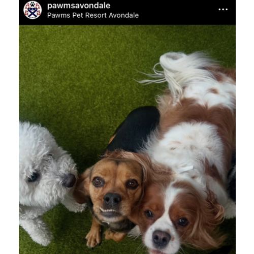 1+ Week Dog Daycare