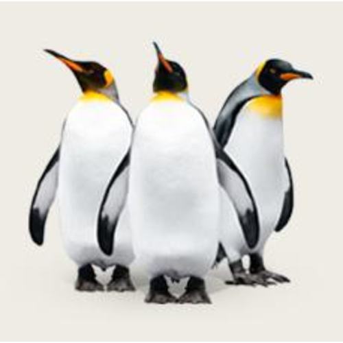 Saint Louis Zoo Membership