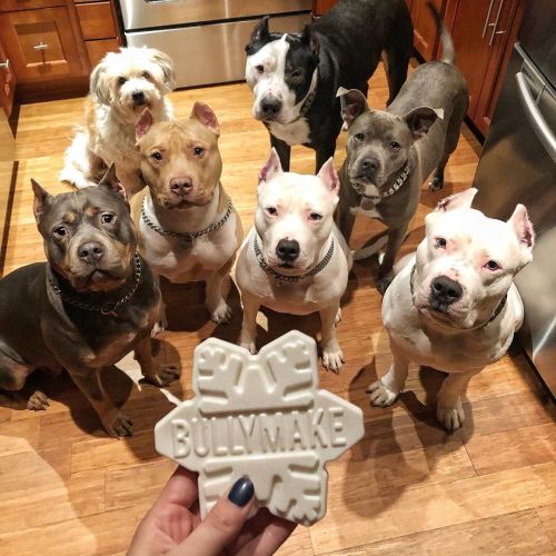 Dog Toy - Bullymake Box - A Dog Subscription Box For Power Chewers!