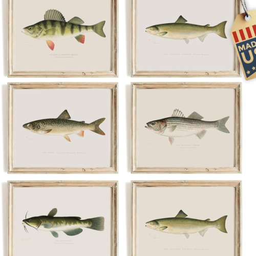 Fish Wall Art Prints (Set of 6) - Unframed - 8x10s | Vintage Fishing Decor - Reproductions of Vintage Fish Drawings - Midwest Fish Species - Great Gift for Fisherman