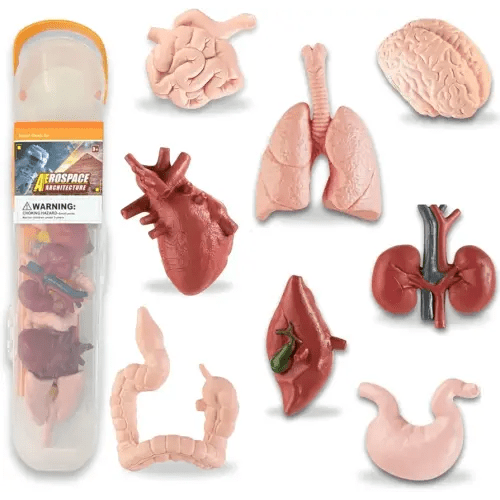 8 PCS Human Organs Toy Body Parts Figurines - 3D Mini Anatomy Model Realistic Teaching Prop - Brain, Heart, Lung, Liver, Stomach, Intestines, Kidney for Kids