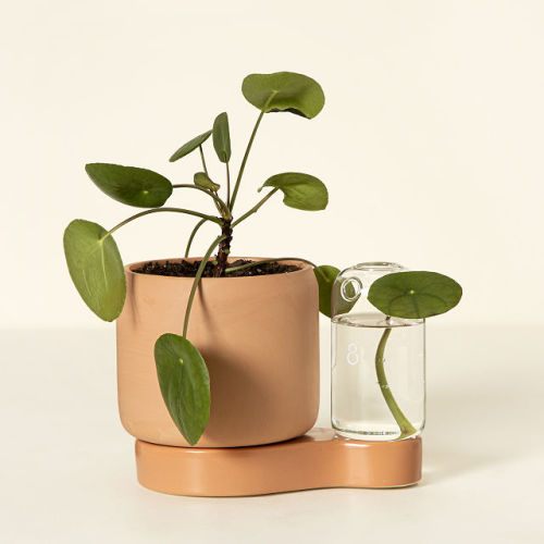 Self-Watering Planter & Propagation Station | Uncommon Goods