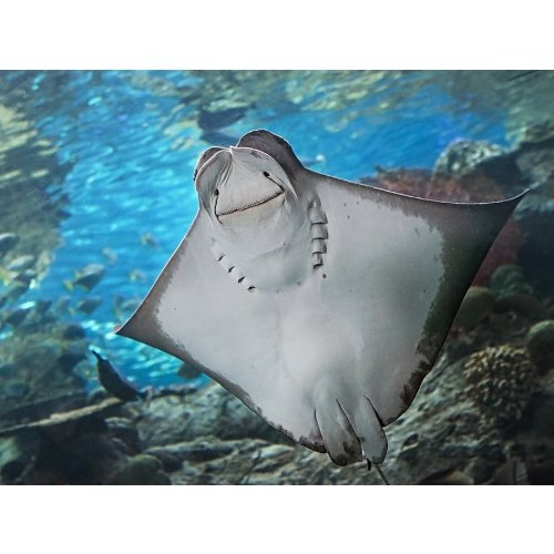 Membership | Membership | Aquarium of the Pacific