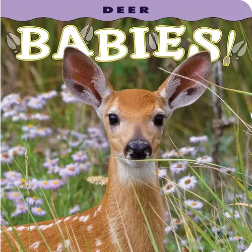Deer Babies! (Babies! (Farcountry Press))