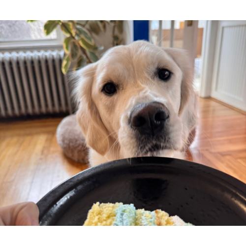 Doggy Day Care Fund