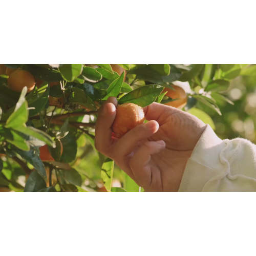 Organic Oren | Organic Meal Delivery in Southern California