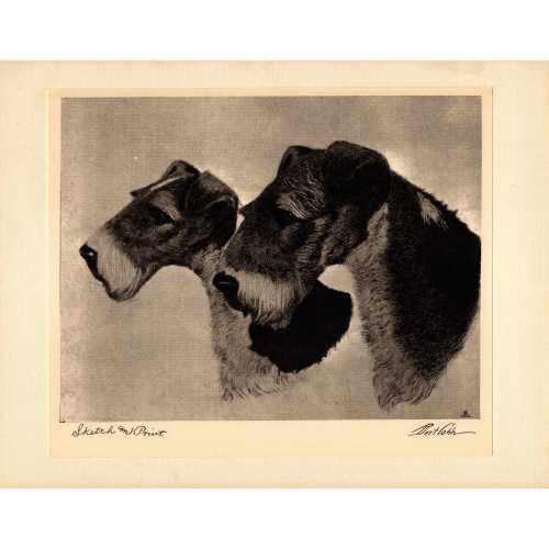 Beautiful FOX TERRIER Print Fox Terrier Illustration Wall Art Decor Bert Cobb Art Print Birthday Gift Idea 9317f