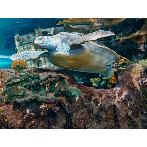 Membership | Ripley’s Aquarium of Myrtle Beach | 2 adults, 1 Child